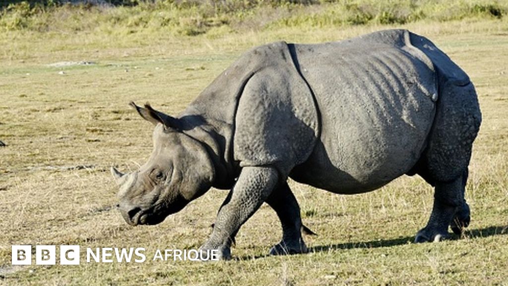 Des Chinois Arretes Au Zimbabwe Pour Trafic De Cornes De Rhinoceros c News Afrique