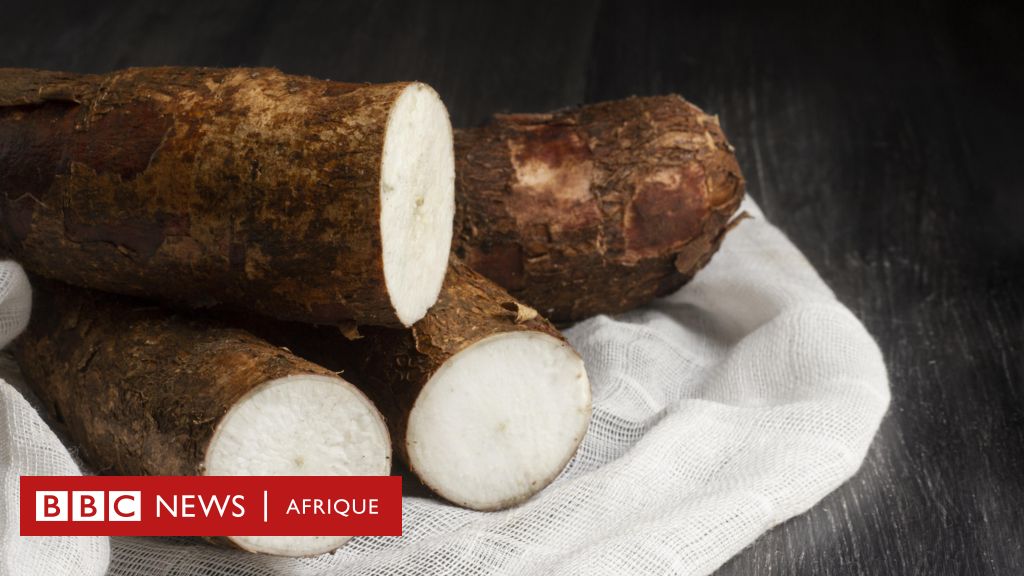 Nourriture avec extrait de manioc et haute teneur en protéines