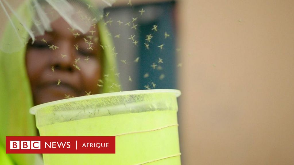 Djibouti releases genetically modified mosquitoes to boost anti-malaria efforts