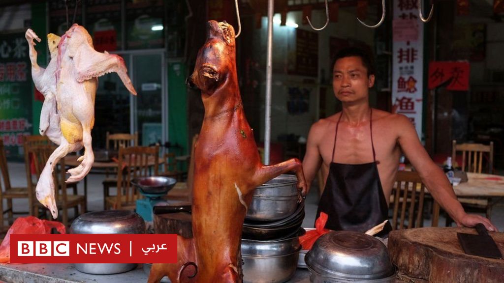 الأمهات بالاسم العطر  مهرجان أكل لحوم الكلاب ينطلق في الصين رغم شائعات حظره - BBC News عربي