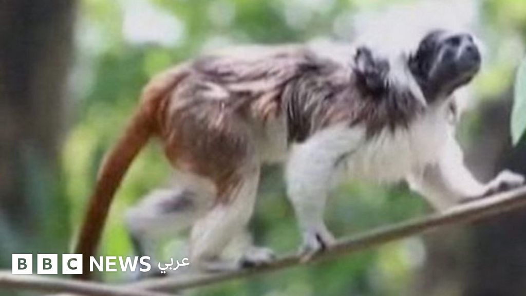 لم يبق في العالم سوى 2000: ولادة قرد قطني الرأس المهدد 