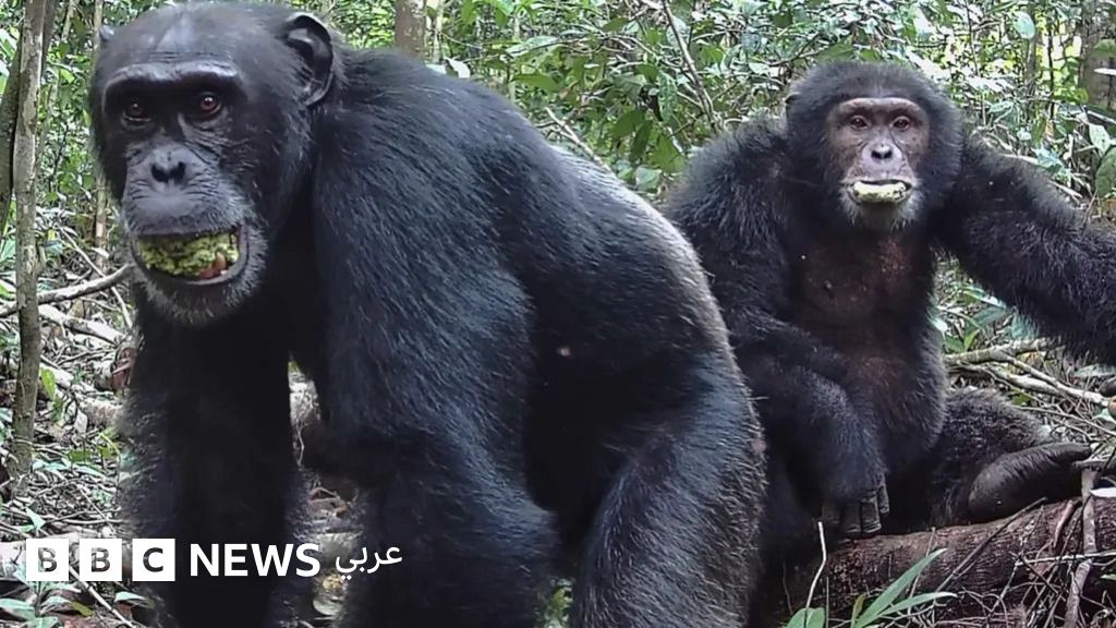 قردة الشمبانزي تشرب ما يعادل زجاجة جعة يومياً من الفاكهة المختمرة -دراسة حديثة