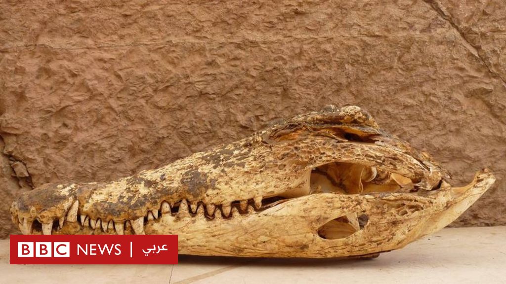 Pharaonic antiquities: “secrets” revealed by “rare” mummies of Egyptian crocodiles