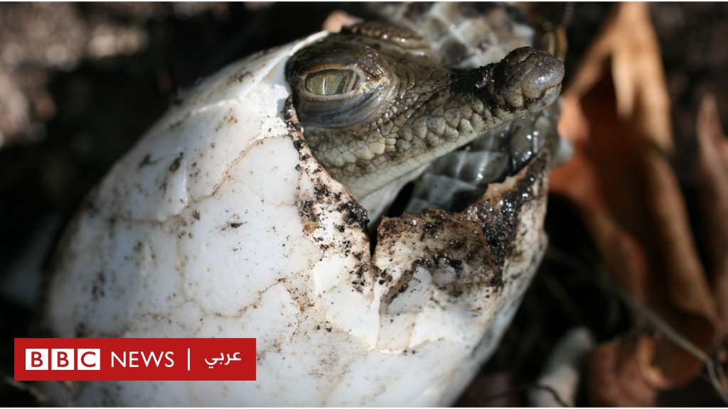 الحياة البرية: علماء يرصدون حالة نادرة لأنثى تمساح تتوالد "ذاتيا" بدون تلقيح من ذكر