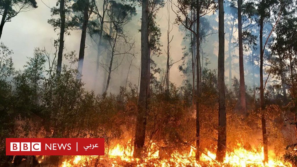 التغير المناخي: زيادة حرائق الغابات ستؤدي إلى تباطؤ تعافي طبقة الأوزون