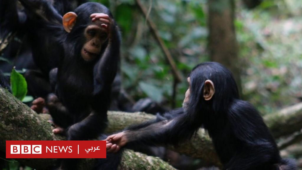 البشر والقرود البرية يشتركان في لغة إشارات خاصة - BBC Arabic