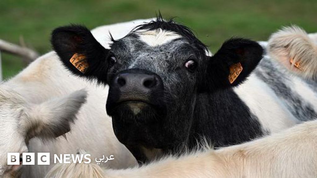 ما هو فيروس اللسان الأزرق الذي يصيب الماشية؟ وهل هو معد؟