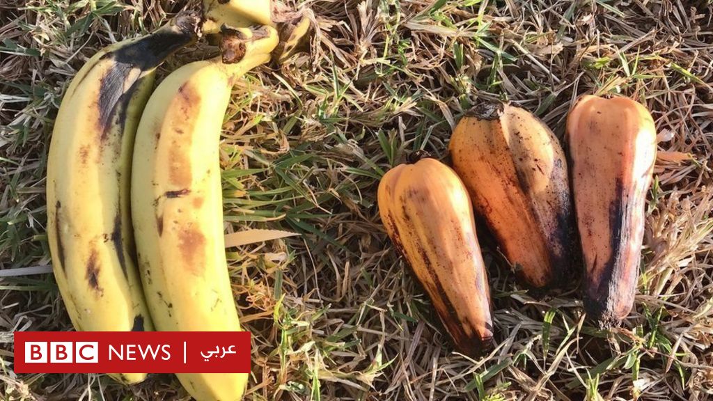 التغير المناخي: "الموز المزيف" غذاء قد ينقذ العالم في مواجهة ارتفاع حرارة الأرض