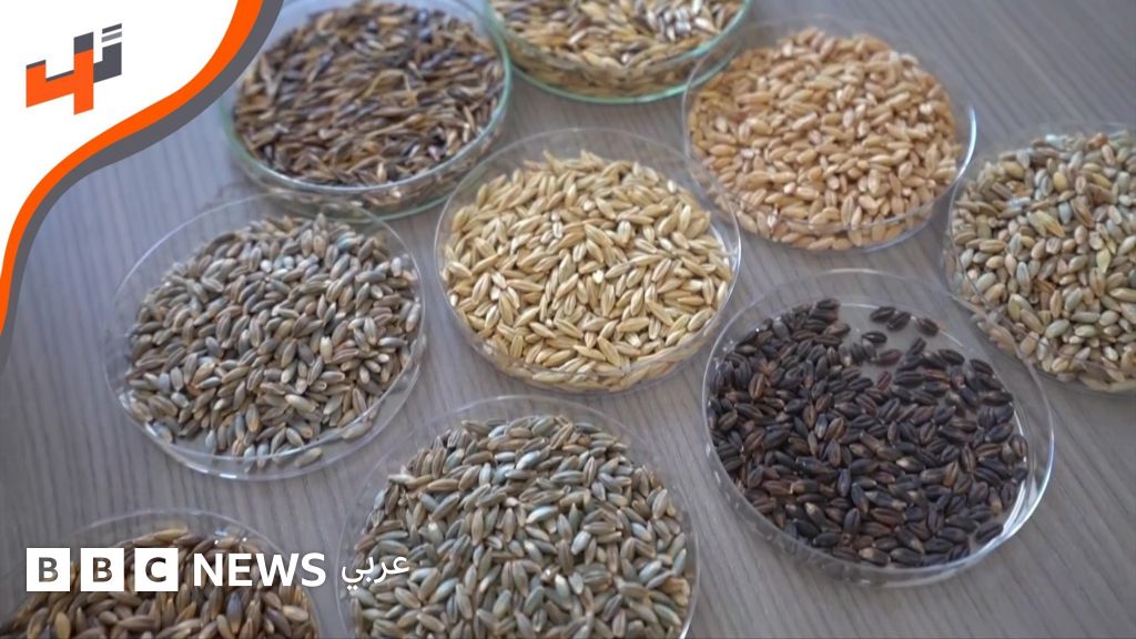 تطوير حبوب تقاوم الجفاف في المغرب - BBC News عربي