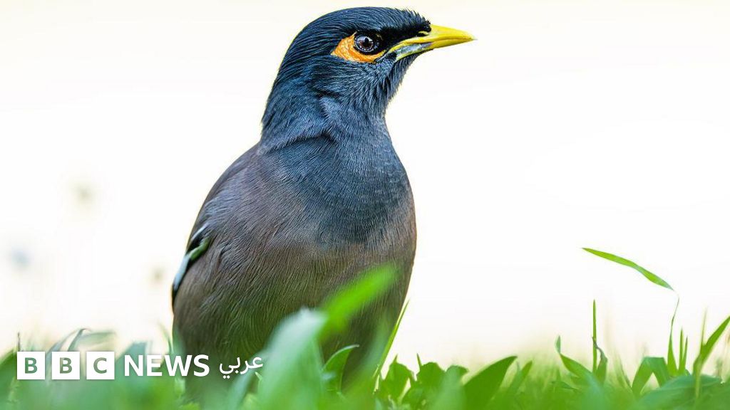طائر المينا الهندي يغزو بلادا عربية ويهدّد التنوع البيئي، ما مدى ضرره؟