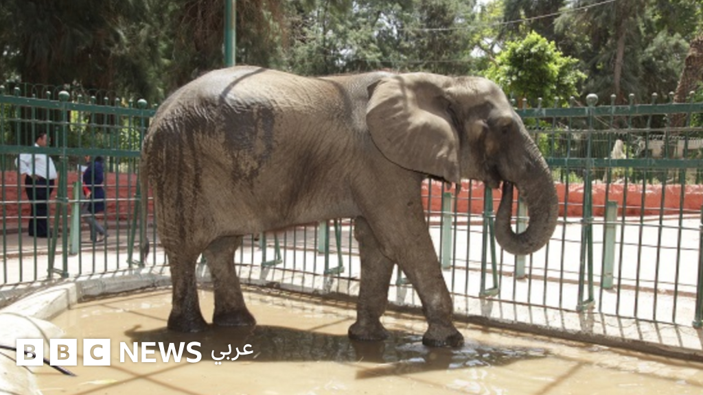 الفيلة نعيمة: نفوق آخر أفيال حديقة حيوانات الجيزة بمصر الفيلة نعيمة: نفوق آخر أفيال حديقة حيوانات الجيزة بمصر