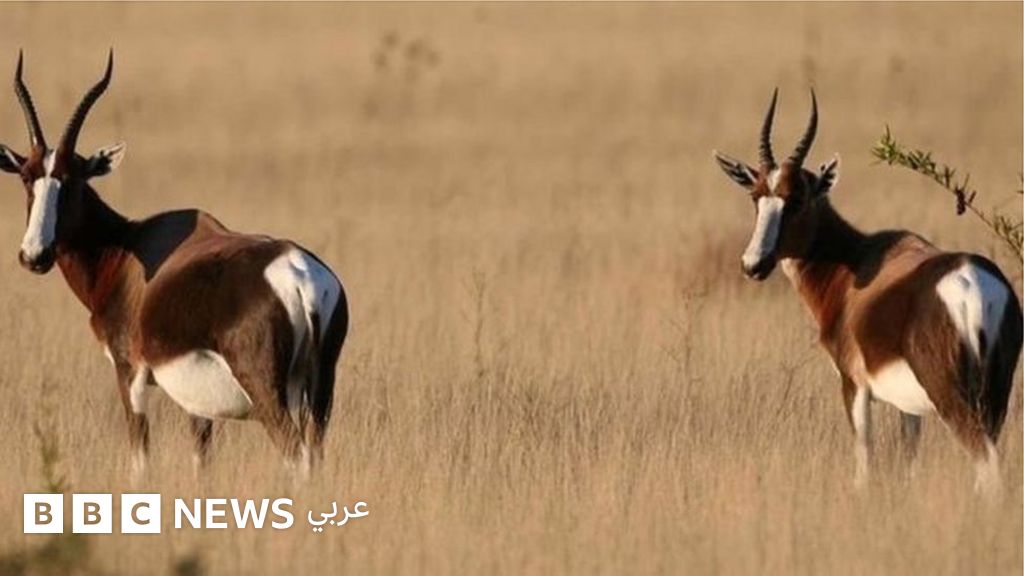 مئات الحيوانات البرية على "حافة الإنقراض"