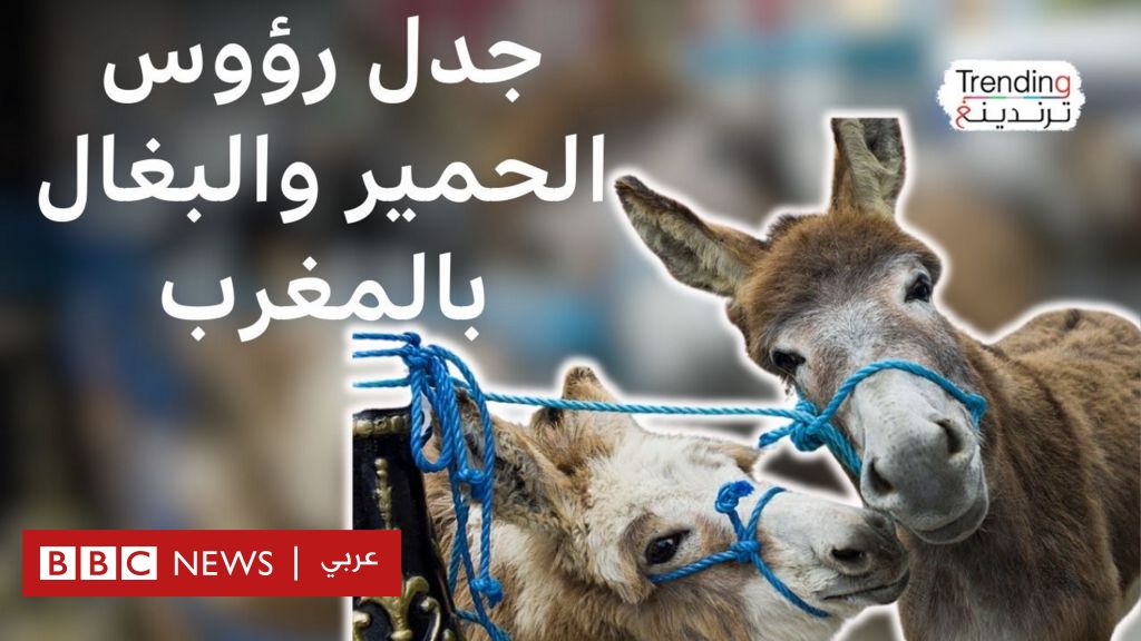 رؤوس حمير وبغال في حاويات القمامة بالمغرب ومخاوف من بيع لحومها في الأسواق - BBC News عربي