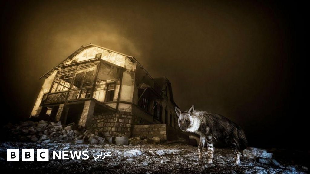 بعد 10 سنوات من المحاولة: صورة ضبع نادر تتوج صاحبها بلقب "مصور الحياة البرية لعام 2025"