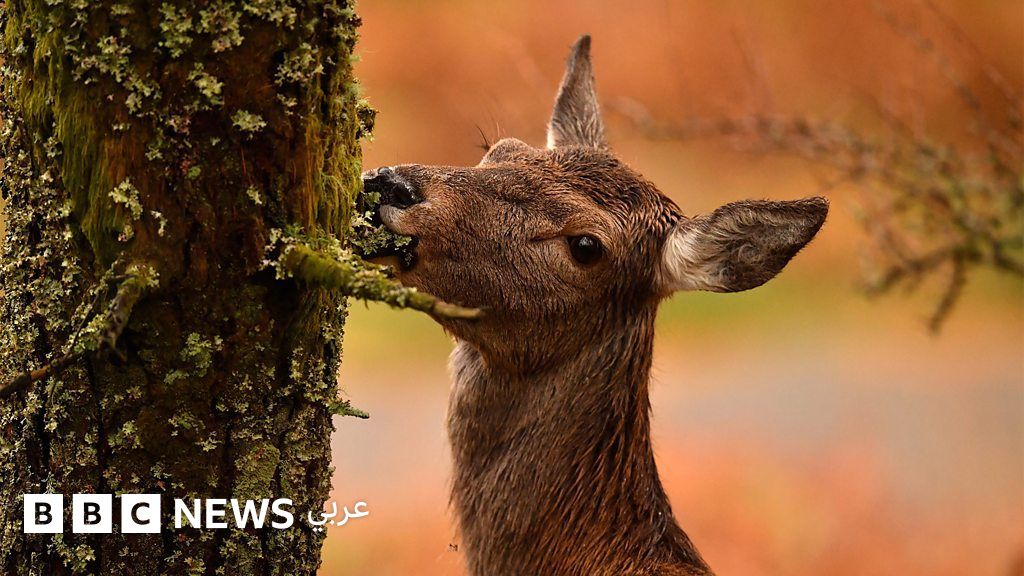 لحم الغزال البري يعتبر صديقاً للمناخ في بعض الأماكن. فما القصة؟