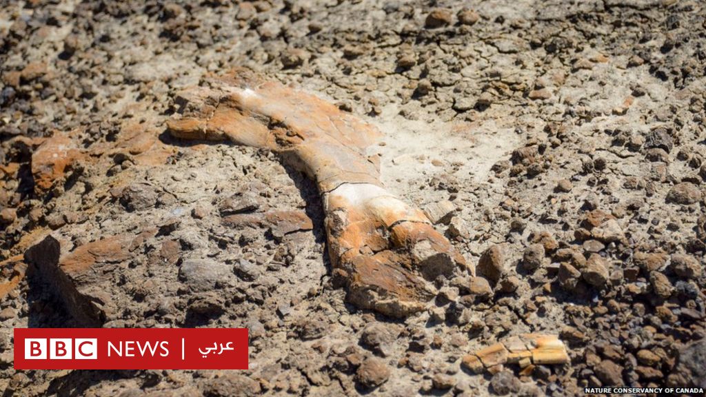 A 12-year-old boy stumbles upon a dinosaur skeleton dating back 69 million years