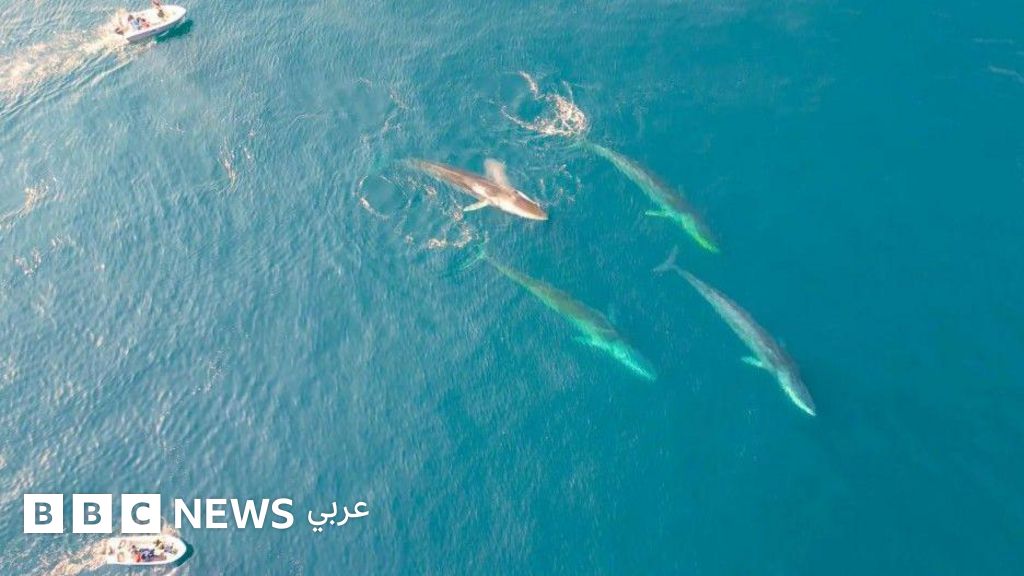 التغير المناخي: كيف “انتهزته” أنواع من الحيتان و”ظُلمت” أخرى؟
