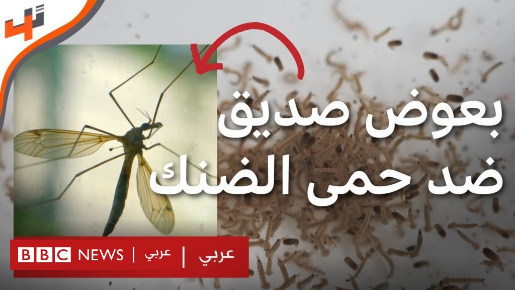 Friendly mosquitoes against dengue fever