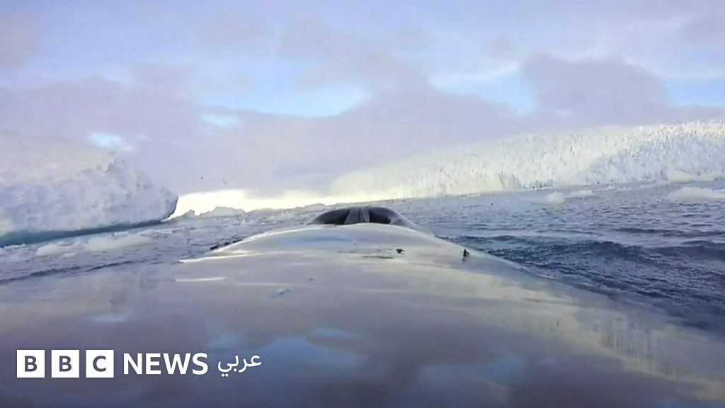بالفيديو: صور التقطتها حيتان القطب الجنوبي