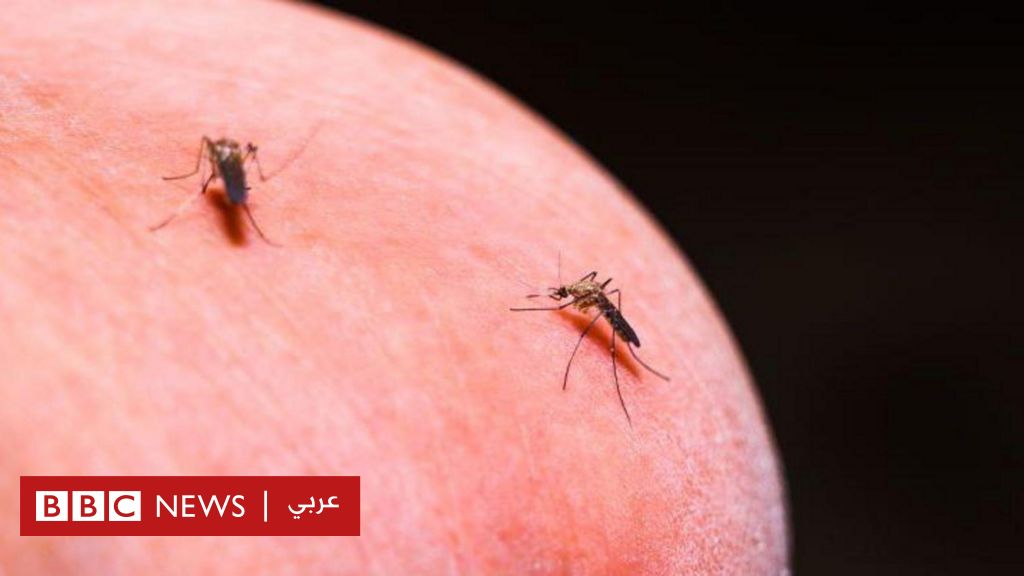 علاج البعوض من الملاريا بدلاً من قتله من أجل الحد من انتشار المرض - BBC News عربي
