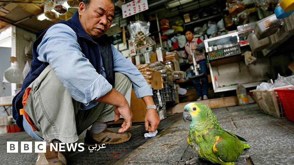 لماذا يُعدّ إتقان "القرفصاء الآسيوية" مهماً لصحتنا؟ - BBC News عربي