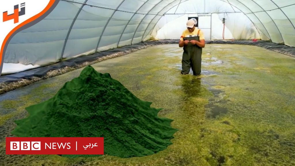 بروتين الطحالب.. إنتاج مستدام باستخدام التكنولوجيا الحيوية