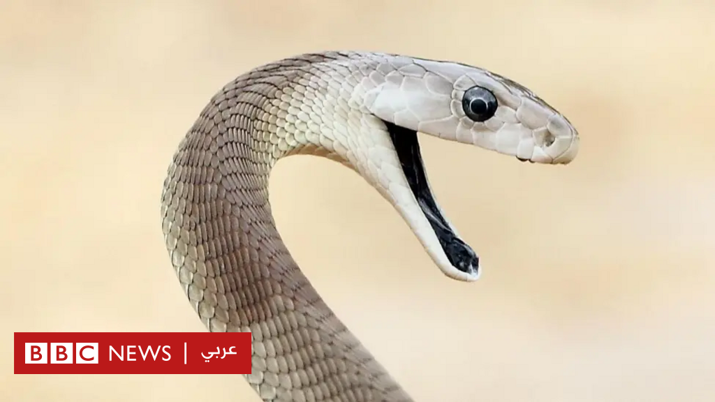 كيف صُنع مضاد سم للأفاعي ”لا مثيل له” من دم رجل لُدغ 200 مرة؟ - BBC News عربي