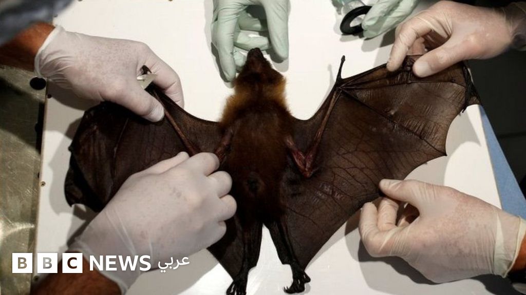 فيروس كورونا: مخاوف من انتقال أمراض جديدة من الحيوانات إلى البشر