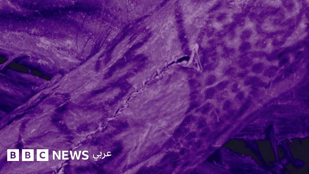 اكتشاف مذهل لوشوم معقدة على جسد مومياء عمرها 2500 عام اكتشاف مذهل لوشوم معقدة على جسد مومياء عمرها 2500 عام