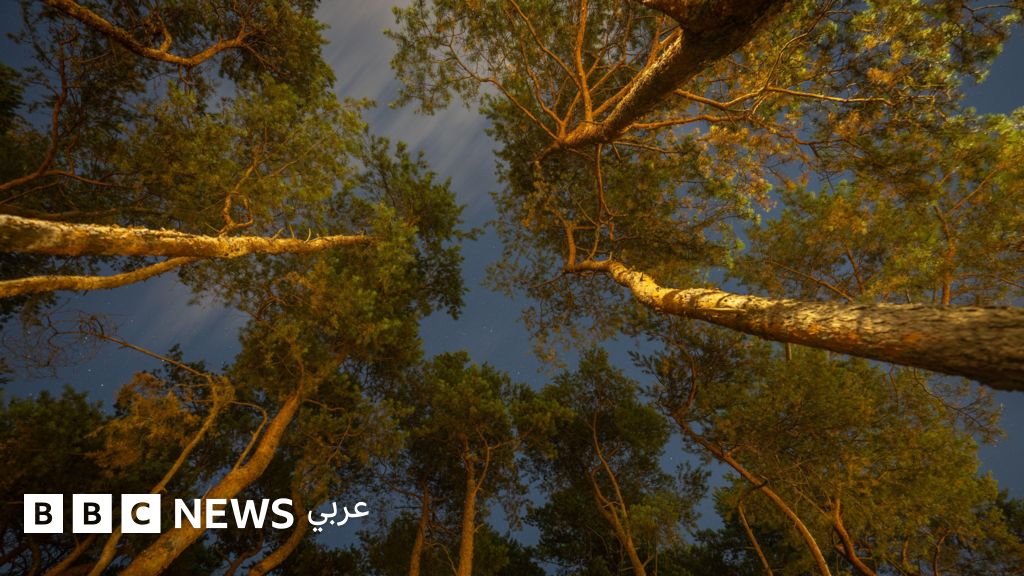 ماذا سيحدث لو اختفت الأشجار من على وجه الأرض؟