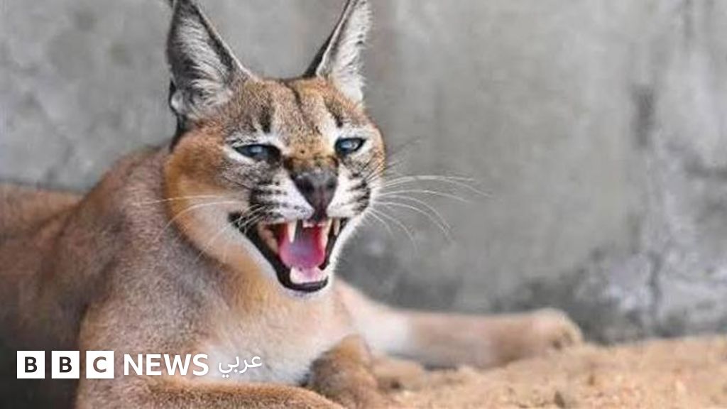 الوشق المصري: كيف أثارت أخبار هجوم حيوان مفترس على جنود