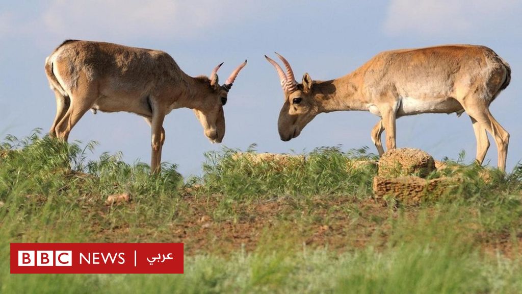 Где живет сайгак. Сайга (Сайгак). Сайгак теленок. Сайгак Самарская область. Сайгак дачный.