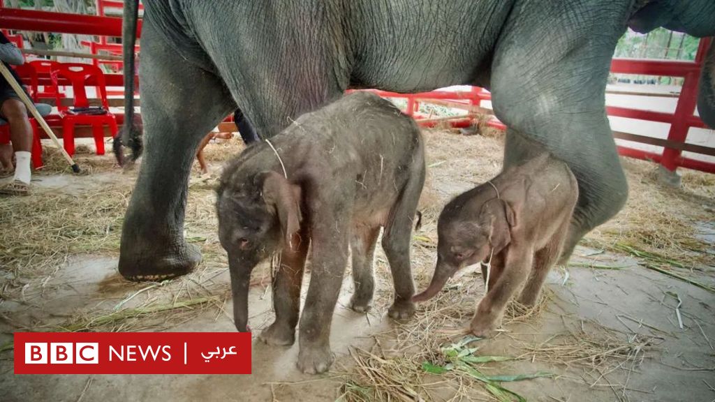 حدث استثنائي... ولادة توأم فيلة في حالة نادرة في تايلاند