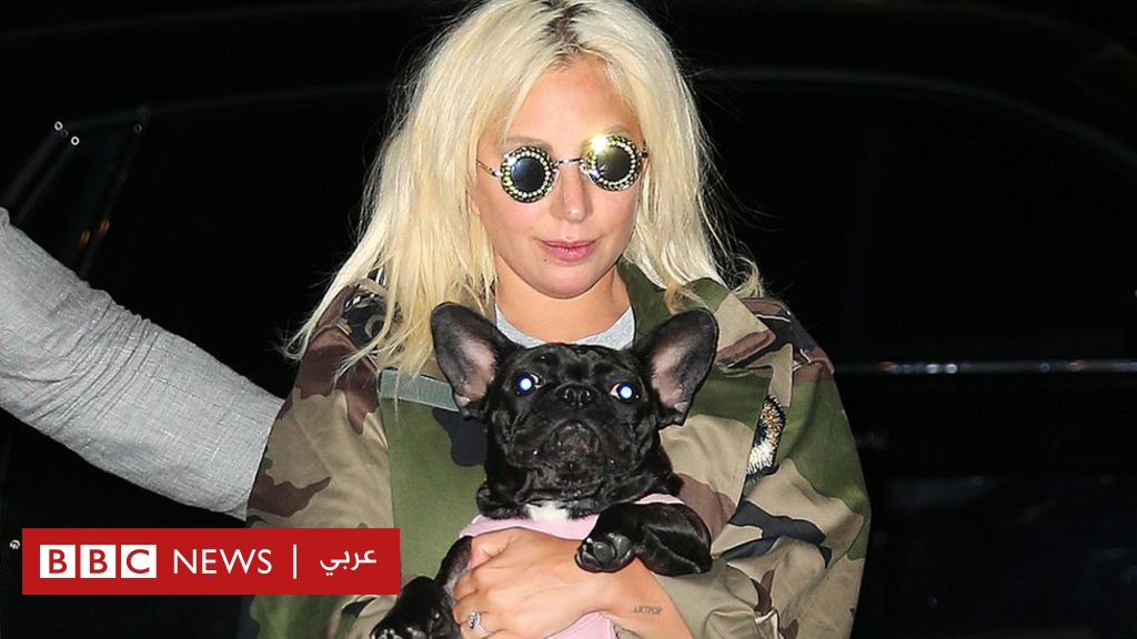 Lady Gaga: 21 years in prison for shooting the American singer’s sheepdog