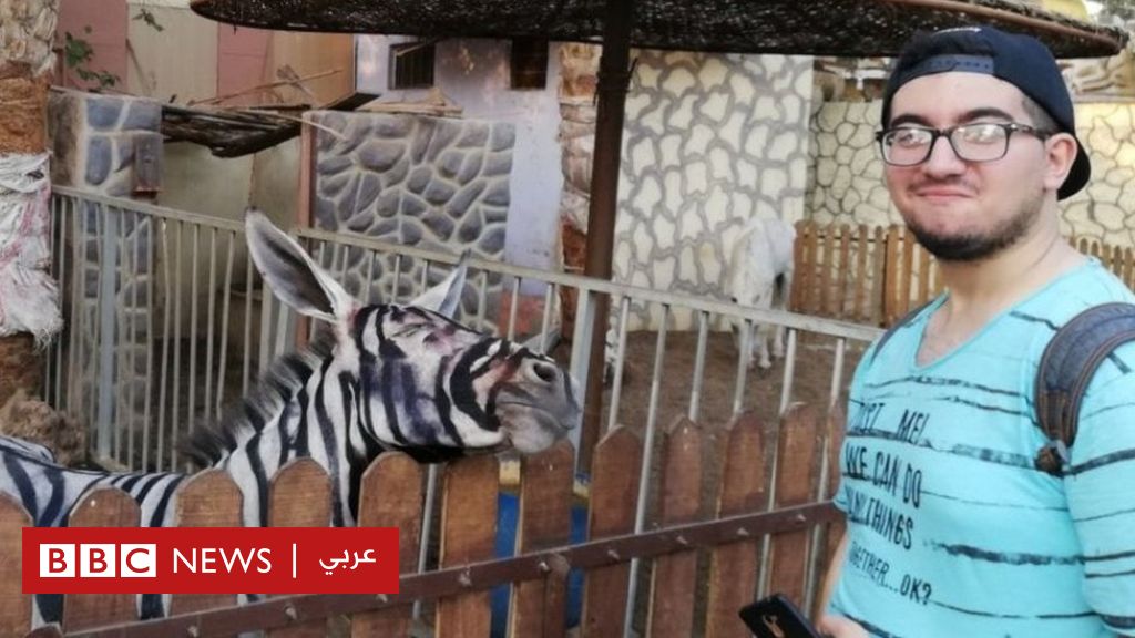 ما حقيقة الحمار الوحشي الزائف في حديقة حيوانات بمصر Bbc News عربي