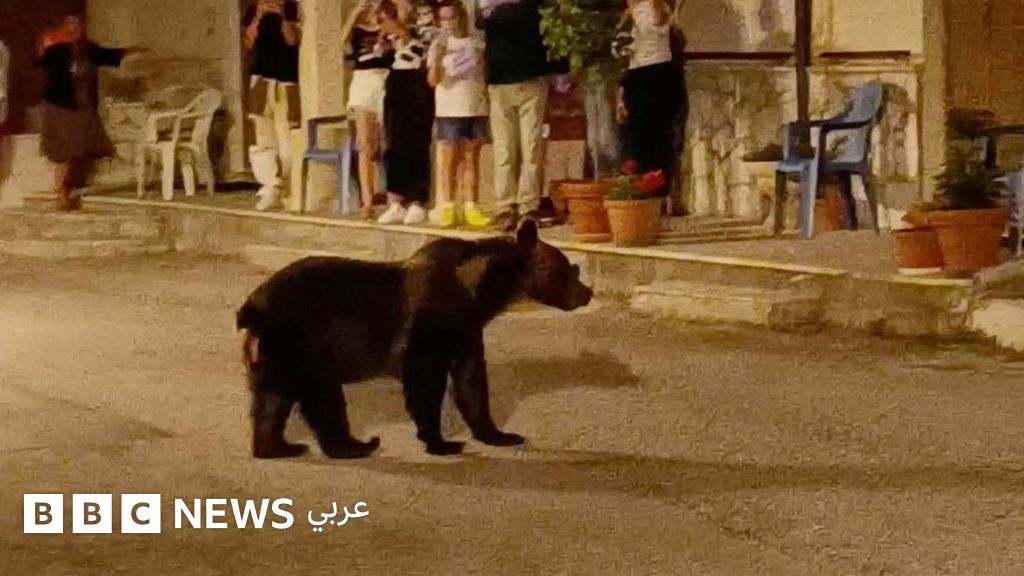مقتل الدبة أمارينا يثير حالة من الغضب في مدينة إيطالية – BBC News عربي مقتل الدبة أمارينا يثير حالة من الغضب في مدينة إيطالية – BBC News عربي