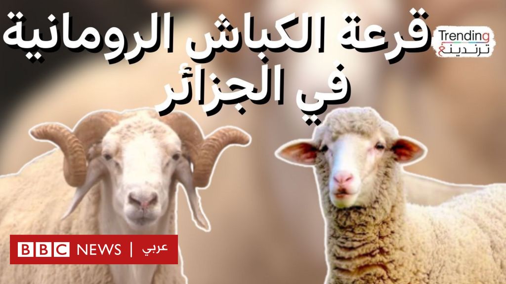 الجزائر تلجأ للقرعة لحصول الناس على الكباش الرومانية بسبب الطلب الكبير عليها