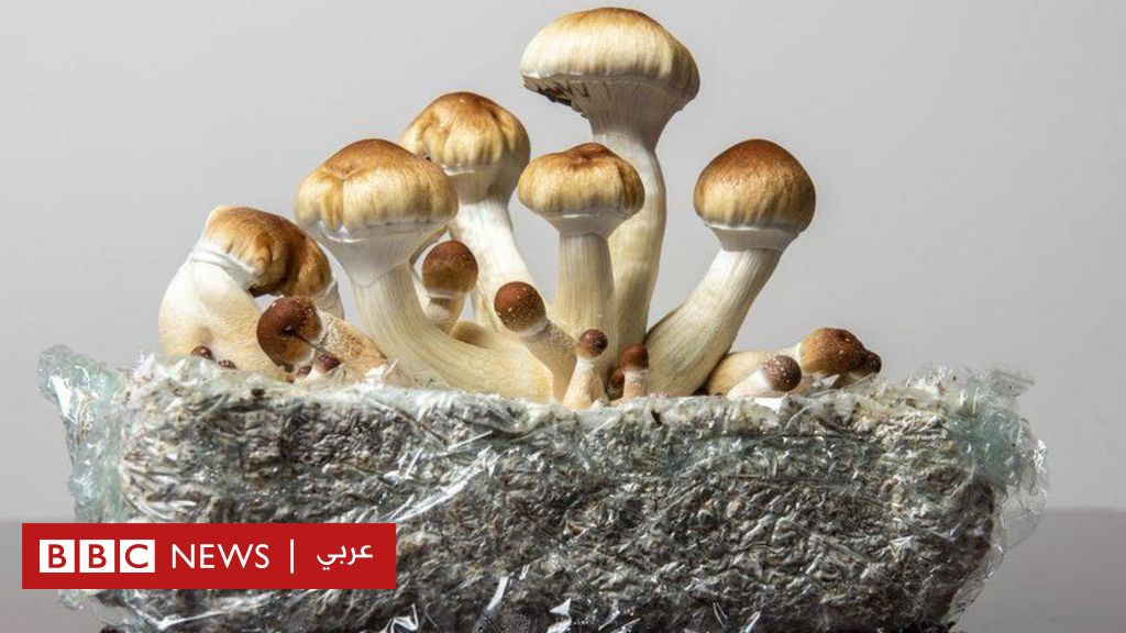 Magic Mushrooms and MDMA Approved for Therapy: Australia Takes Historic Step in Treating Severe Depression