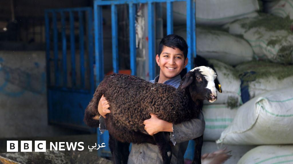 عيد الأضحى: ما هي الأضحية وما شروطها، وكيف تختارها؟ - BBC News عربي