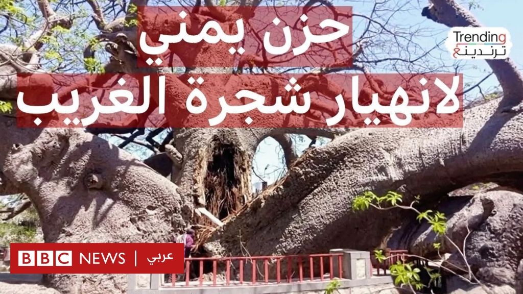 سقوط جزء من شجرة الغريب المعمرة باليمن