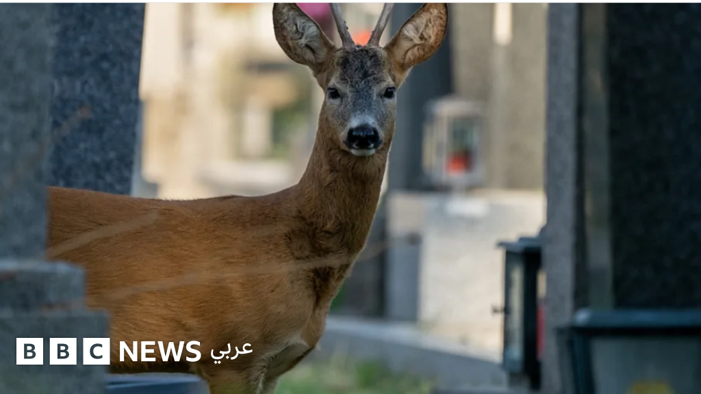ماذا ستجد داخل مقبرة فيينّا غير بيتهوفن و شوبرت؟ - BBC News عربي