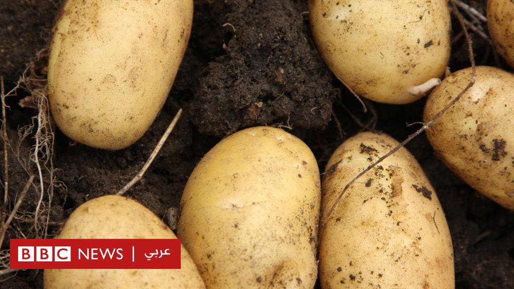 كيف غيرت البطاطس العالم؟