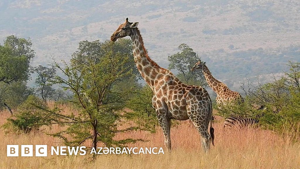 Zürafələrin nəsli kəsilə bilərmi? - BBC News Azərbaycanca