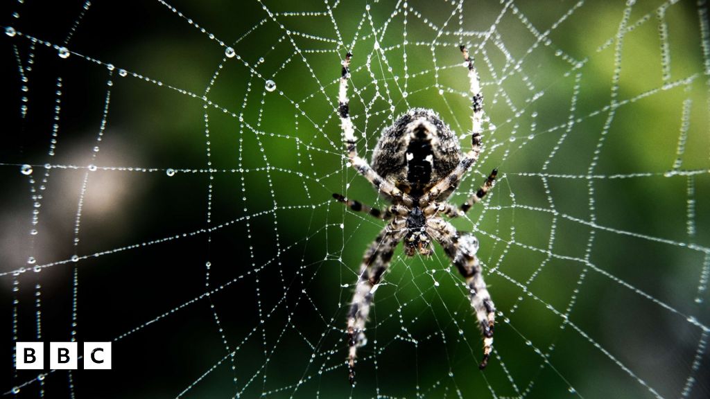 Spiders Why are there so many in your house right now? BBC Newsround