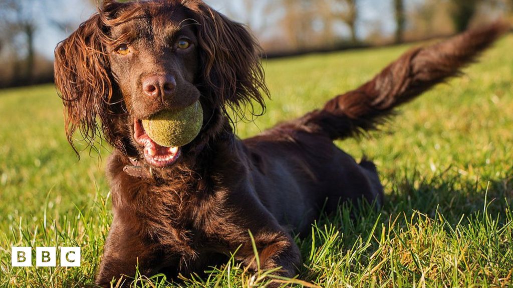 Study analyses environmental impacts of pet diets - BBC Newsround
