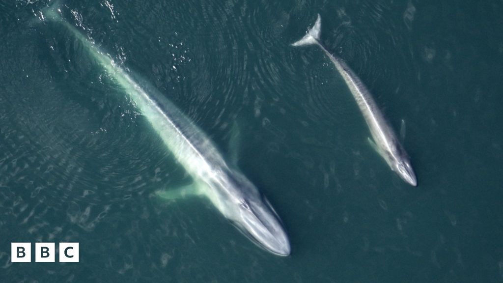 'Astonishing' rise in blue whale numbers BBC Newsround