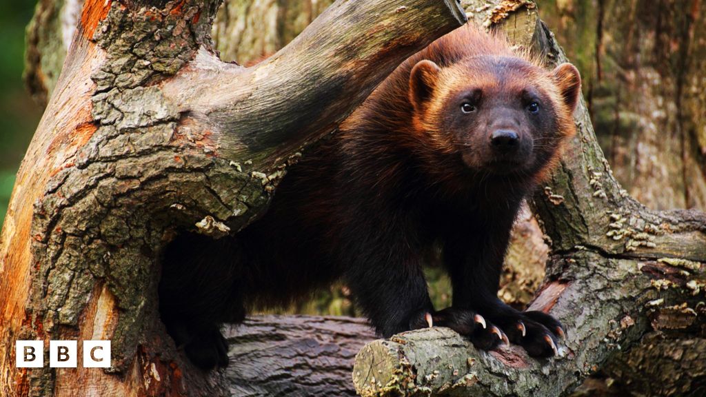 Wolverines return to American national park after more than 100 years