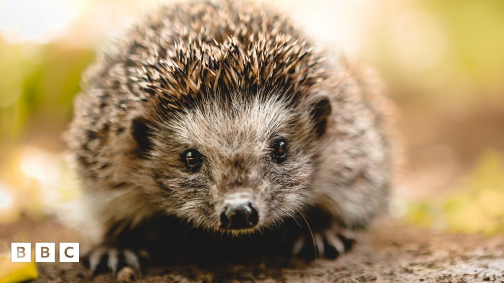 Check out Britain's biggest hedgehog street - BBC Newsround