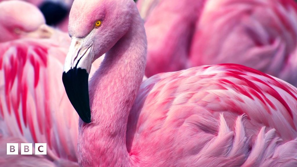 Why are flamingos pink? - BBC Newsround