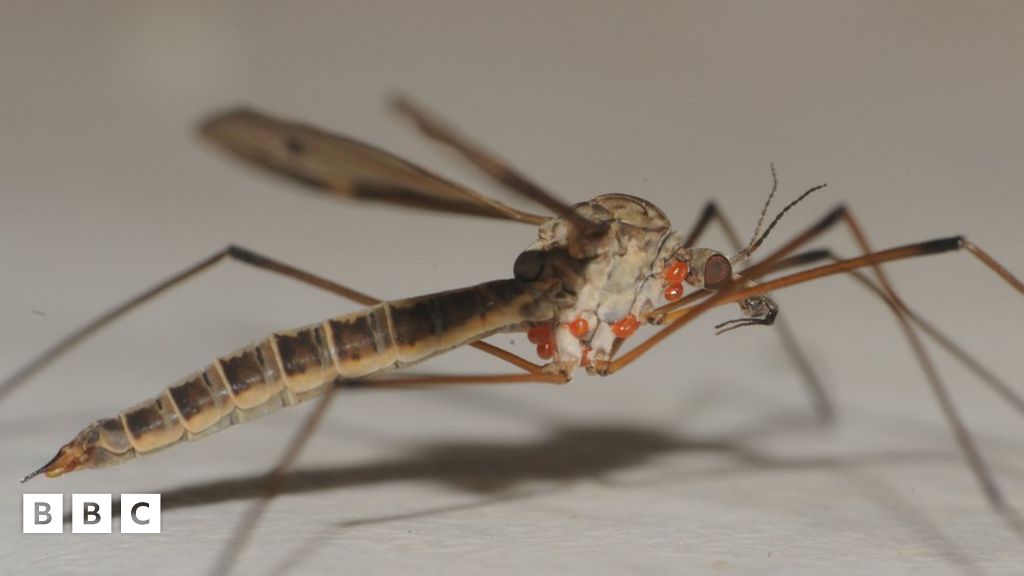 could-record-200-billion-daddy-long-legs-hit-uk-bbc-newsround